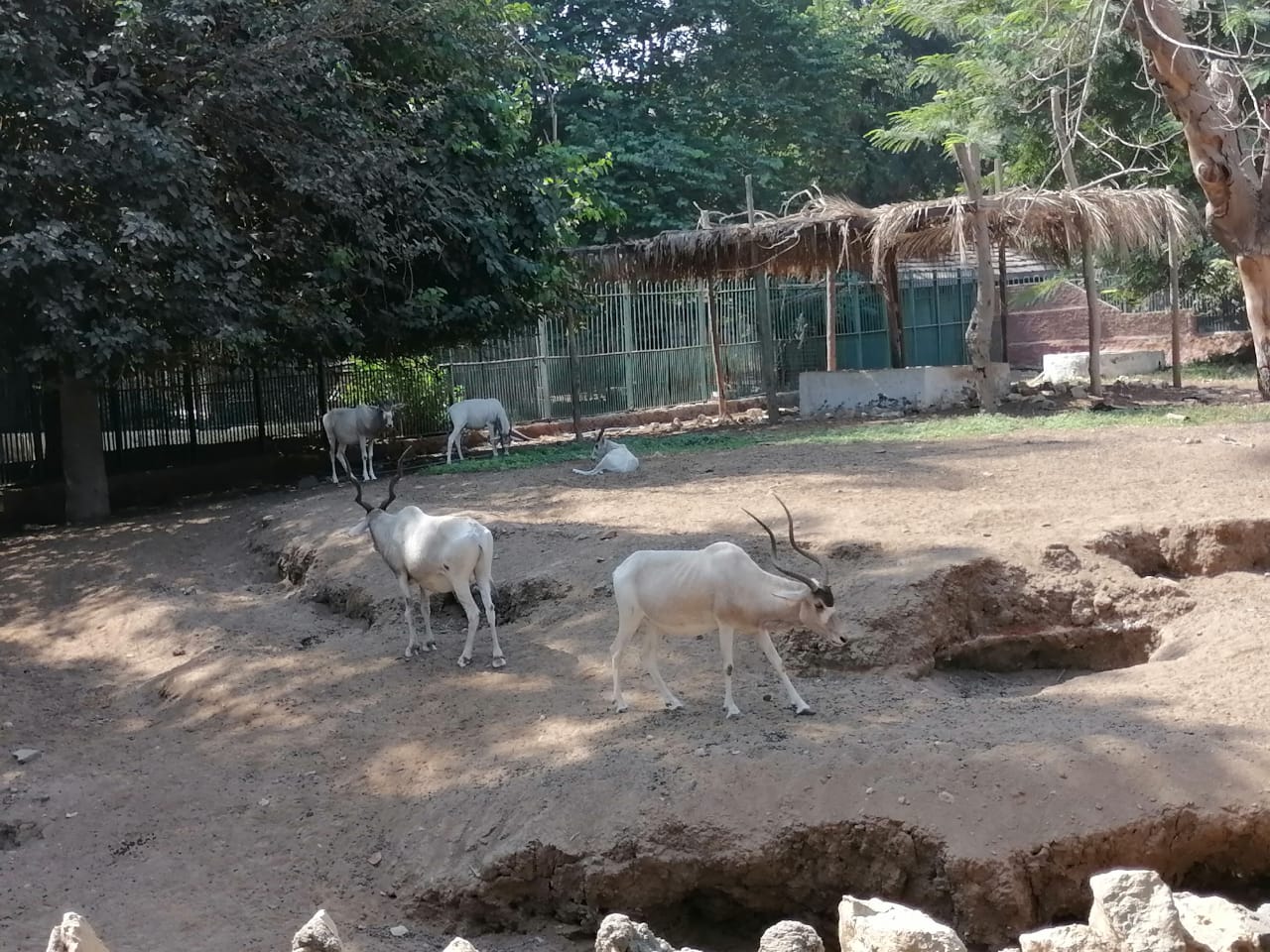 حديقة الحيوانات بالجيزة