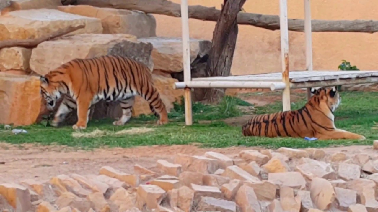 حديقة حيوان الرياض