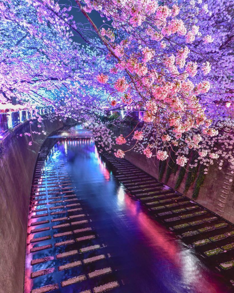 نهر ميغورو - من أجمل اماكن سياحية في طوكيو