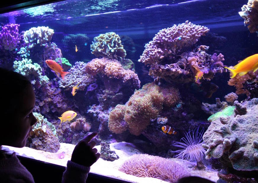 أكواريوم الشعاب المرجانية
