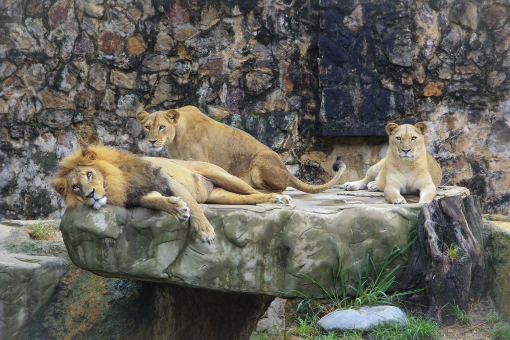 حديقة حيوانات سيرفيون - السياحة في لوزان