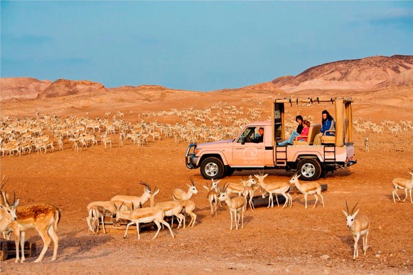 Dubai Desert Conservation Reserve
