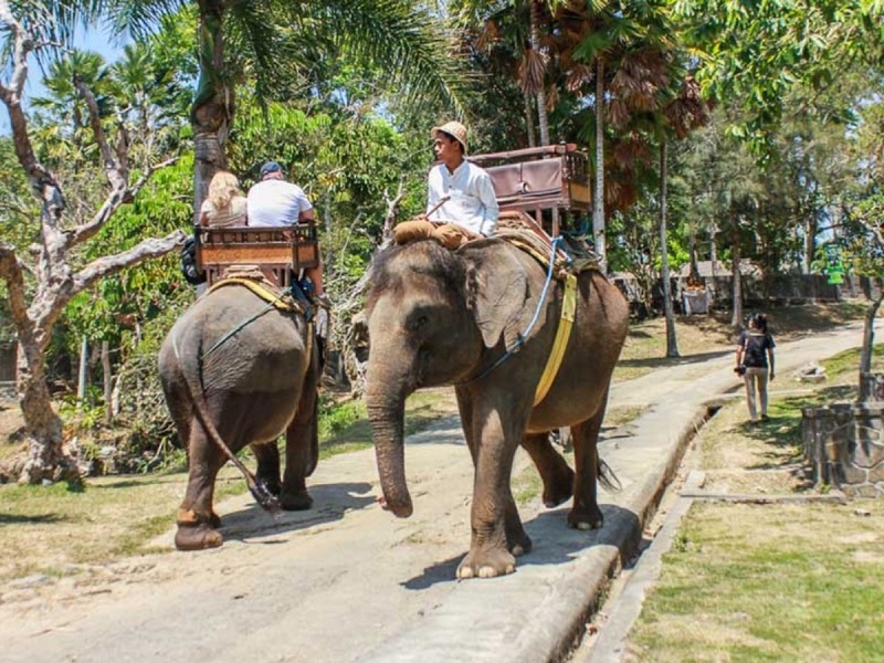 حديقة الفيلة في لومبوك