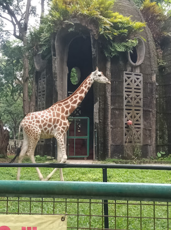 Ragunan Zoo
