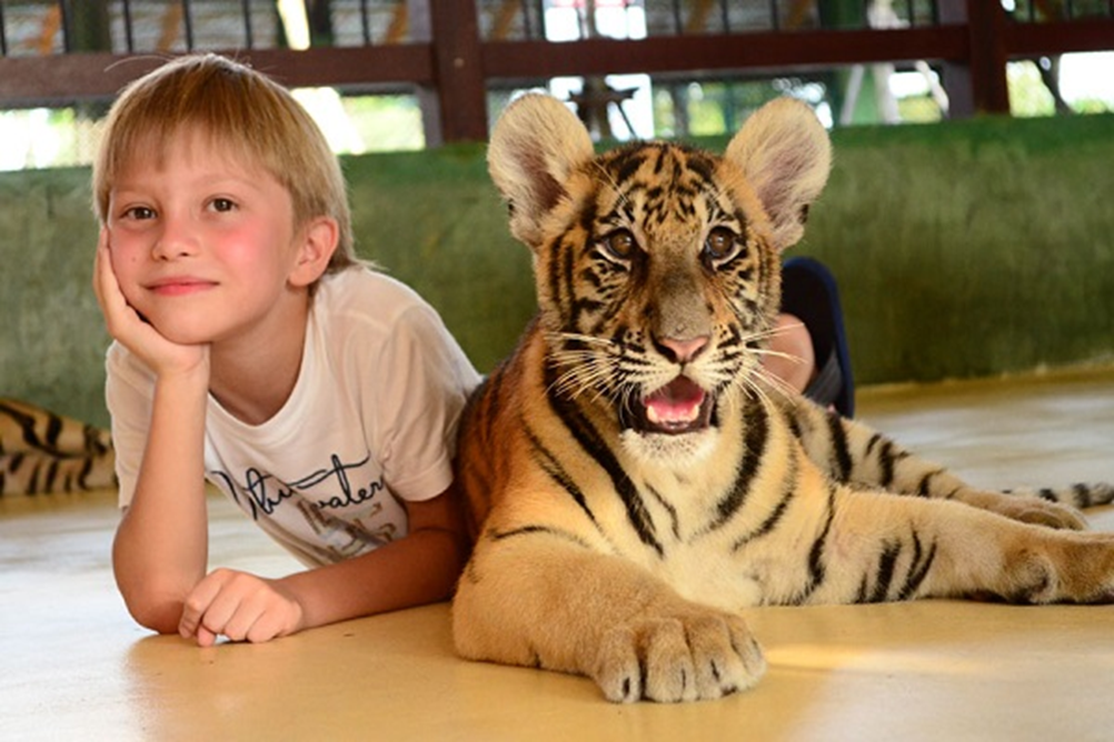 Tiger Kingdom Phuket
