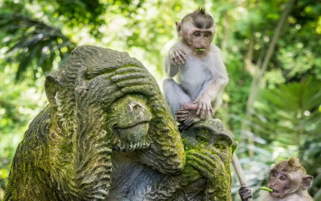 Sacred Monkey Forest Sanctuary
