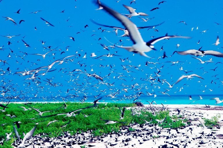 السياحة في سيشل - جزيرة الطيور