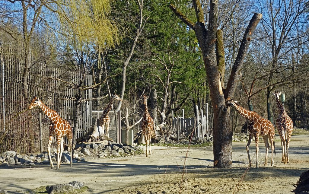 حديقة الحيوانات هيلابرون